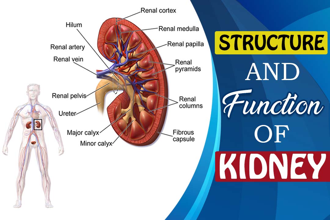 Kidney Treatment In Ayurveda