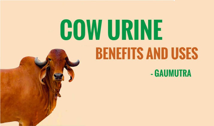 gomutra-use-in-liver-and-kidney-problem