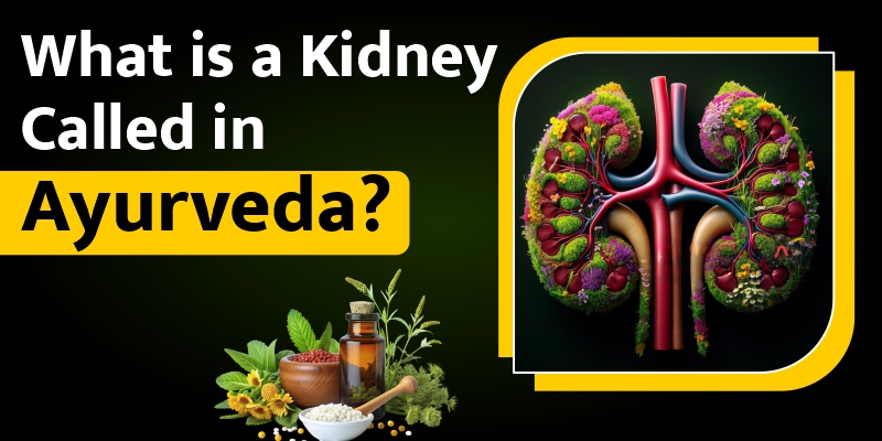 what-is-a-kidney-called-in-ayurveda